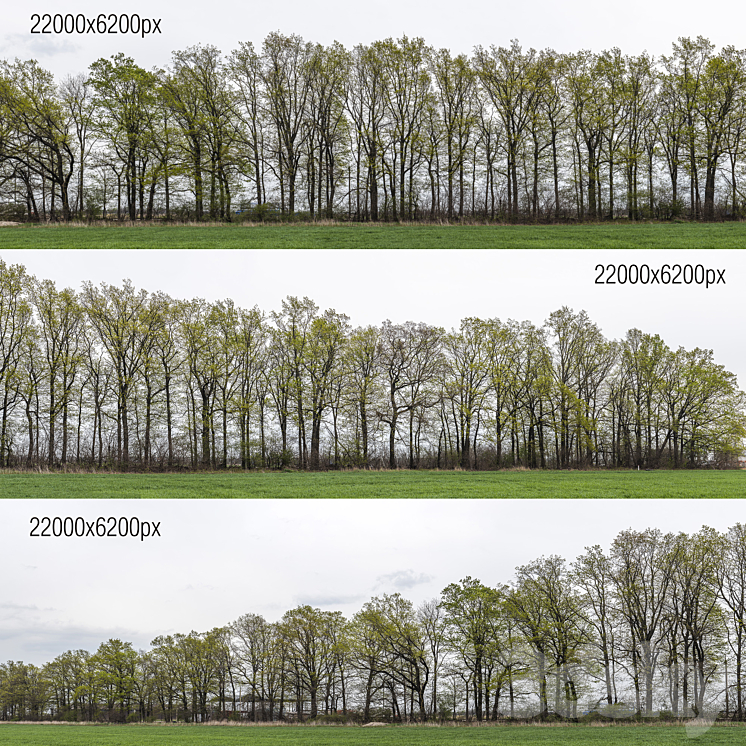 Panorama with trees. 3 pcs. 22k 3DS Max - thumbnail 1