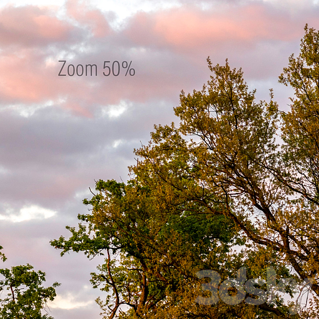 Panorama with trees. Sunset 3ds Max - thumbnail 2