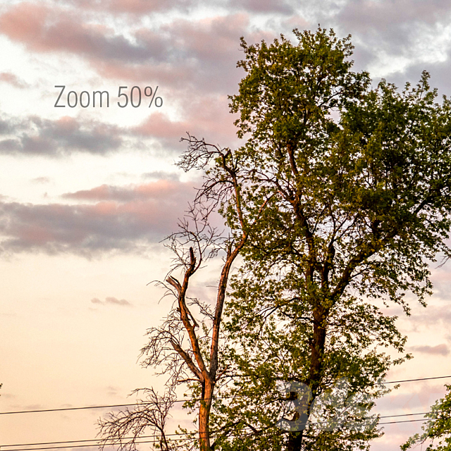 Panorama with trees. Sunset 3ds Max - thumbnail 3