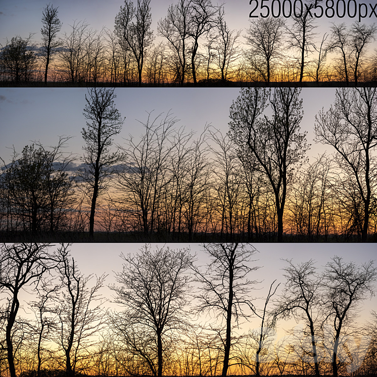 Silhouettes of trees at sunset. Panorama 3DS Max - thumbnail 1