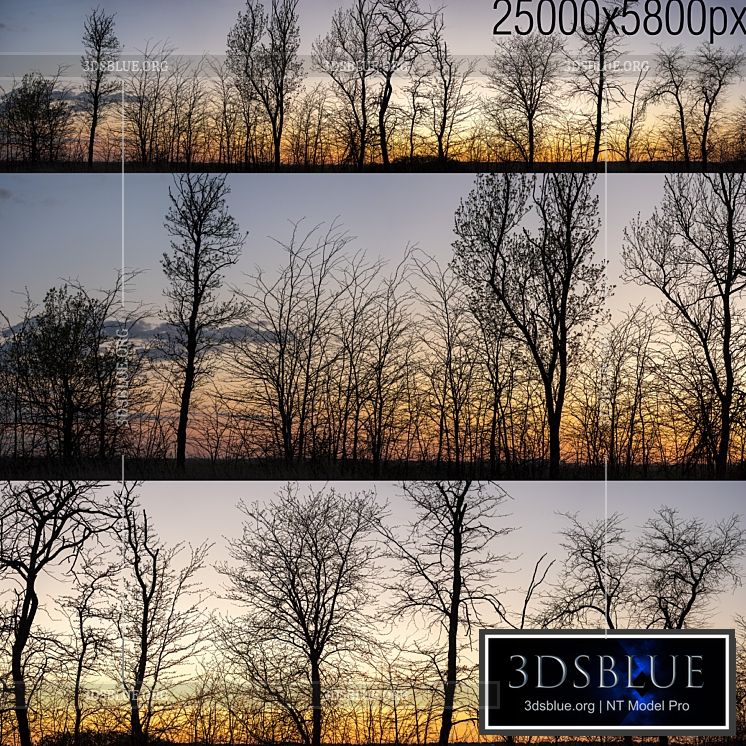 Silhouettes of trees at sunset. Panorama 3DS Max - thumbnail 3